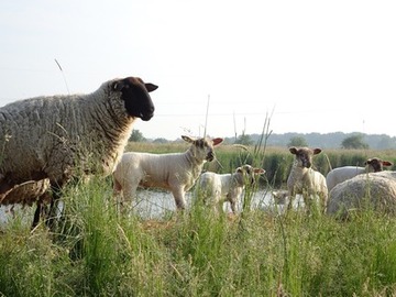 Foto 3: Schafe mit ihren Lämmern an den Kanaldeichen