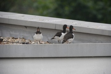 Foto 1: Erwartungsvoll sammeln sich die drei Küken am Dachrand.