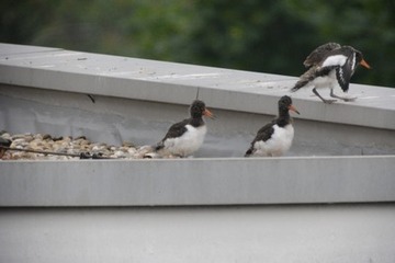 Foto 2: Der futtertragende Altvogel hat sich mit lautem Pfeifen bereits angekündigt, eines der Küken springt ihm auf den Dachsims entgegen, die Flügel scheinen fast schon tragfähig…