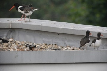 Foto 4: ...das Küken oben ist zum richtigen Zeitpunkt am richtigen Ort…