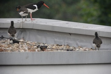 Foto 5: …während die unten gebliebenen diesmal das Nachsehen haben.