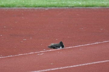 Foto 1: Nach dem ersten, ca. 200 m weiten Flug vom Flachdach zum Sportplatz ruht sich das erste Küken auf der Tartanbahn aus.