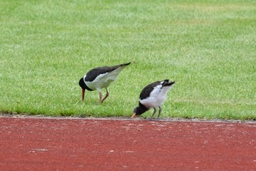 Foto 5: …dann folgt das Junge dem Altvogel zur Futtersuche auf den Rasenplatz. Dabei probiert es selbst immer wieder aus, nach Nahrung zu stochern,...