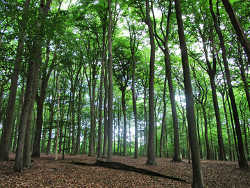 Burckhardtshöhe - Buchenhallenwald