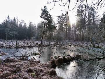 Burckhardtshöhe - Naturnahe, nährstoffreiche Stillgewässer im Winter
