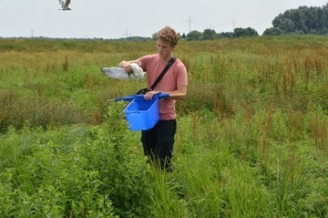 Foto 4: Sander Moonen mit gefangenem Jungvogel