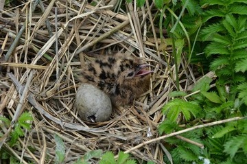 Foto 12: „Nachzügler“ bei den Lachmöwen: vor kurzem geschlüpftes Küken und Geschwister beim Aufpicken der Schale