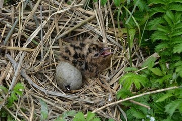 Foto 12: „Nachzügler“ bei den Lachmöwen: vor kurzem geschlüpftes Küken und Geschwister beim Aufpicken der Schale