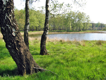 Kleingewässer Achterberg (Foto: LK Grafschaft Bentheim)