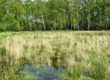 Kleingewässer Achterberg (Foto: LK Grafschaft Bentheim)