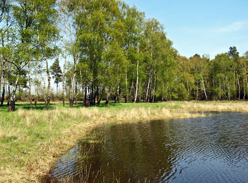 Kleingewässer Achterberg (Foto: LK Grafschaft Bentheim)