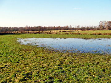 Weiher am Syen-Venn - LRT 3130 - Nährstoffarme bis mäßig nährstoffreiche Stillgewässer mit Strandlings- oder Zwergbinsenvegetation