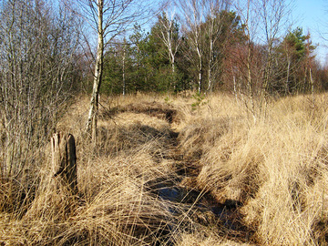 Syen-Venn (Foto: LK Grafschaft Bentheim)