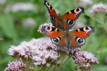 Foto 2: Schmetterlinge wie das große Tagpfauenauge erscheinen hier in großer Zahl.