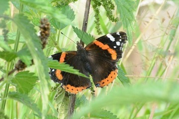 Foto 4: Der Admiral ist einer von mehreren Schmetterlingen, die Brennnesseln als Nahrungspflanze für ihre Raupen wählen. Auch für diese Pflanzen ist Platz in Pagels Garten, hier ein Weibchen des Admirals bei der Eiablage.