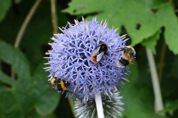 Foto 8: Überall im Garten brummen die Hummeln. Besonders beliebt scheinen Kugeldisteln. Es gibt viele verschiedene und zum Teil schwer unterscheidbare Hummeln, hier vermutlich eine Steinhummel in der Mitte und zwei Erdhummeln.