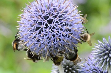 Foto 10: Ein plattdeutsches Wort für Hummel ist übrigens „Plüschmors“…