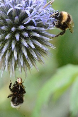 Foto 11: Wo viele Insekten zur Nahrungsaufnahme erscheinen, lauern auch Feinde: hier fiel eine Erdhummel einer Krabbenspinne zum Opfer.