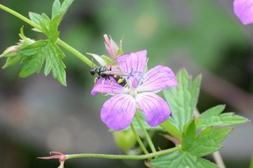 Foto 13: …die nicht nur von Schmetterlingen und Hummeln besucht werden, hier eine Knotenwespe.