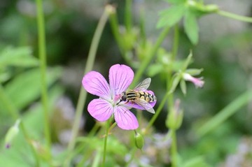 Foto 14: Hier sucht keine Biene oder Wespe nach Nektar, sondern eine Schwebfliege.