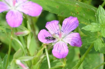 Foto 15: Auch Wildbienen sind wichtige Bestäuber.