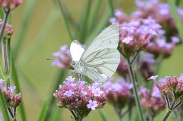 Foto 16: der Grünaderweißling…