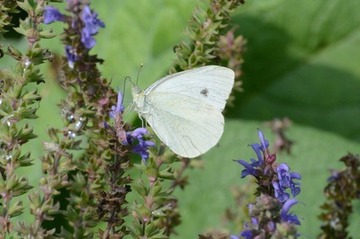 Foto 17: …und sein Vetter, der kleine Kohlweißling, bei der Nahrungsaufnahme