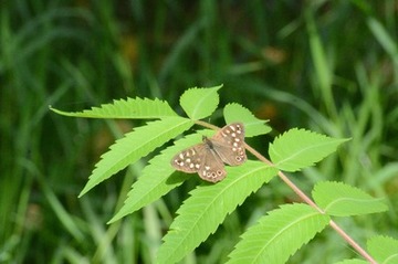 Foto 19: An lichten Stellen im Gehölzrandbereich fliegt das Waldbrettspiel.