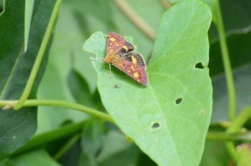 Foto 20: nicht an den Blüten, sondern zwischen Blättern zu beobachten: der Goldzünsler, eine Kleinschmetterlingsart