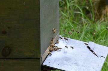 Foto 21: Natürlich auch im blütenreichen Pagels Garten, die Honigbiene