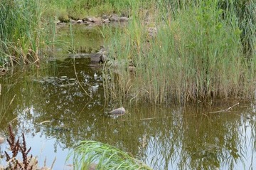 Foto 22: Kleine Teichanlagen beherbergen unter anderem mehrere Libellenarten…