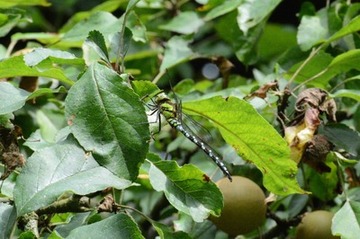 Foto 26: Die blau-grüne Mosaikjungfer ist eine unserer größten Libellen, der Flugkünstler erbeutet andere Insekten in der Luft.