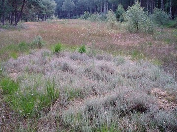 LRT 4010 - Feuchte Heiden mit Glockenheide (Erica tetralix)