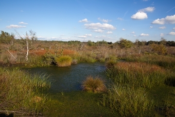 NSG Totes Moor