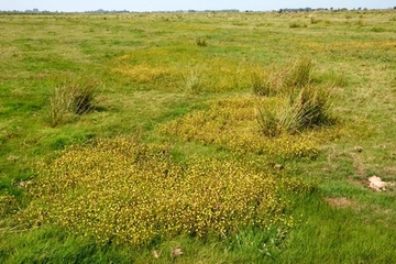 Nasses Extensivgrünland mit flächigen Beständen der Krähenfuß-Laugenblume, wissenschaftlich Cotula coronopifolia, eine auch in Brackwasser-Salzwiesen an der Ems anzutreffende Art.