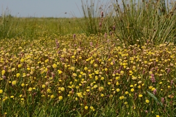 Die Krähenfuß-Laugenblume, hier unter Wasserknöterich, stammt ursprünglich aus dem südlichen Afrika und gilt bei uns als eingebürgert. Inzwischen geht die Art aber zurück und findet sich in der Roten Liste der gefährdeten Pflanzen Niedersachsens.