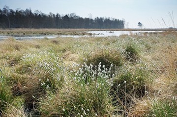 Wollgras mit beginnender Fruchtstandbildung im Goldenstedter Moor