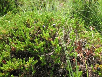 Krähenbeere im Goldenstedter Moor