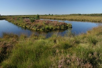 Wiedervernässter Torfstich mit blühender Besenheide