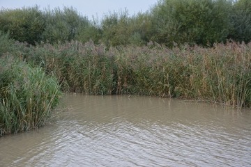 Foto 13: Hier geht es nicht mehr weiter: Uferbereiche im Norden des Altarms.