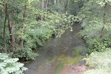 Luhe im Waldbereich