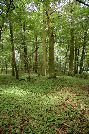 Basenreicher Eichen-Hainbuchenwald mit Dominanz von Wald-Bingelkraut