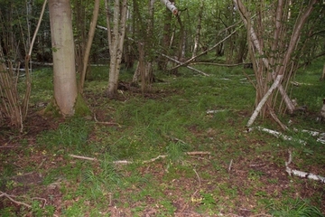 Erlen-Eschenwald mit Übergang zu basenreichem Eichen-Hainbuchenwald