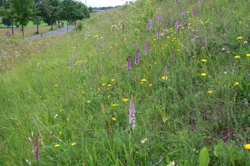 Mücken-Händelwurz (Gymnadenia conopsea) am Südhang des Hopfenbusches (LRT 6210)