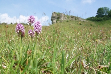 Dreizähniges Knabenkraut (Orchis tridentata) auf Kalktrockenrasen am Butterberg (LRT 6210)