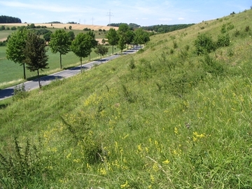 Kalktrockenrasen des Hopfenbusches (LRT 6210)