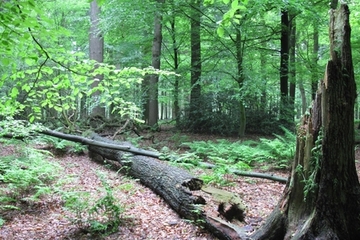 LRT 9120 - Atlantische bodensaure Buchen-Eichenwälder mit Stechpalme (Ilex aquifolium)