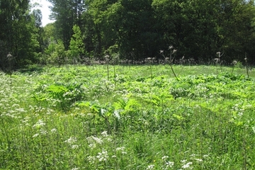 Riesenbärenklauflur