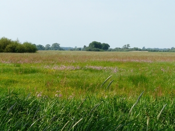 Untere Allerniederung im LK Verden