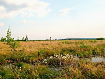 Oppenweher Moor mit Stemweder Berg im Hintergrund